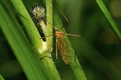 Limonia phragmitidis