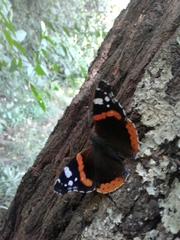 Vanessa atalanta atalanta
