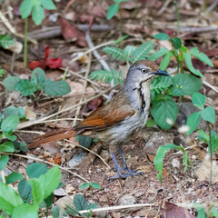 Cichladusa arquata