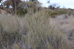 Acacia calcicola