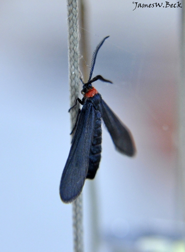 Grapeleaf Skeletonizer Moth