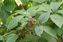 Eleutherococcus sessiliflorus