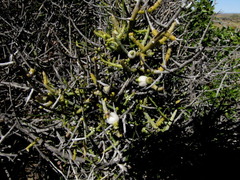 Lacomucinaea lineata