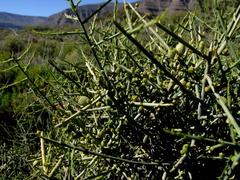 Lacomucinaea lineata