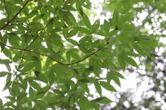 Acer mandshuricum