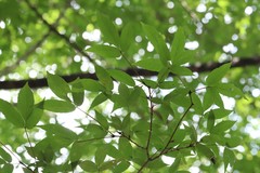 Acer mandshuricum