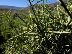 Lacomucinaea lineata