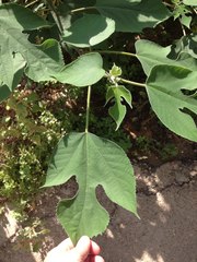 Broussonetia papyrifera