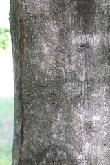 Acer mandshuricum