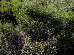 Lacomucinaea lineata