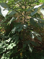 Broussonetia papyrifera