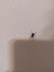 Liocranum