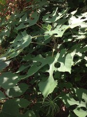 Broussonetia papyrifera