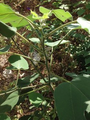 Broussonetia papyrifera