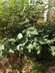 Broussonetia papyrifera