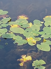 Nuphar lutea