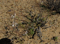 Trachyandra flexifolia