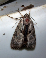 Catocala andromedae