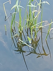 Sagittaria sagittifolia