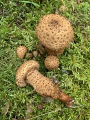 Pholiota kodiakensis