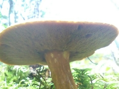Suillus variegatus