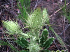 Berkheya carlinoides