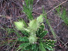 Berkheya carlinoides