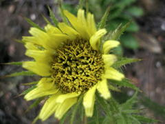 Berkheya carlinoides