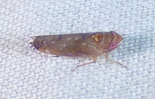 whitebanded elm leafhopper