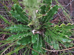 Berkheya carlinoides
