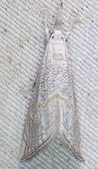 Haimbachia squamulellus