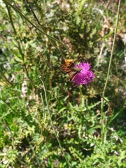 Ochlodes sylvanus