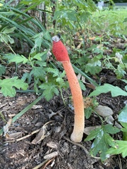 Phallus rugulosus