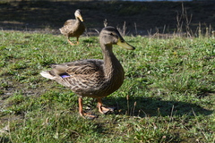 Anas platyrhynchos