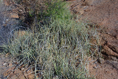 Euphorbia damarana