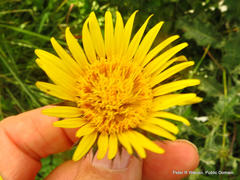 Berkheya maritima