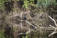 Phalacrocorax carbo