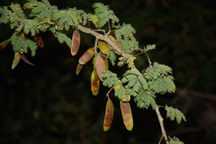 Senegalia hereroensis