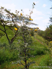 Berkheya maritima