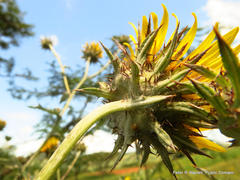 Berkheya maritima