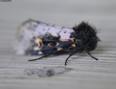 Xanthopastis regnatrix