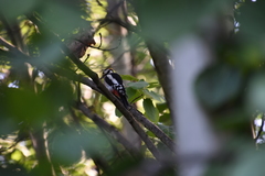 Dendrocopos major