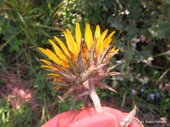 Berkheya maritima