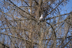 Columba palumbus
