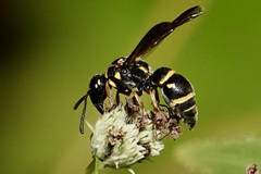 Stenodynerus fundatiformis