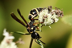 Stenodynerus fundatiformis