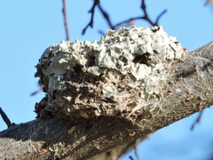 Caprimulgiformes