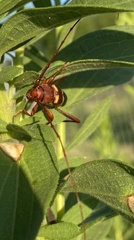 Aethecerinus wilsonii