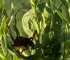 Aethecerinus wilsonii