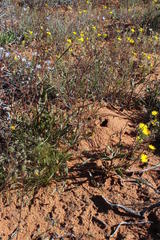 Osteospermum monstrosum
